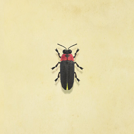 Firefly NH