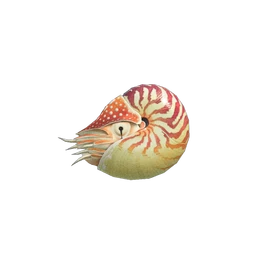 NH-Créature marine-Nautile