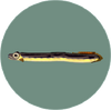 Eel (City Folk)