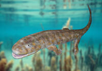 Fossil-Acanthostega-FurtherInfo-0
