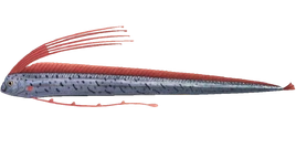 NH-Poisson-Poisson-ruban