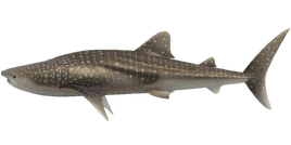 NH-Poisson-Requin-baleine