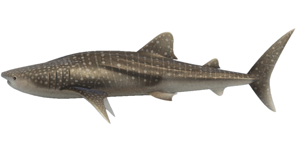 Requin — Wikipédia