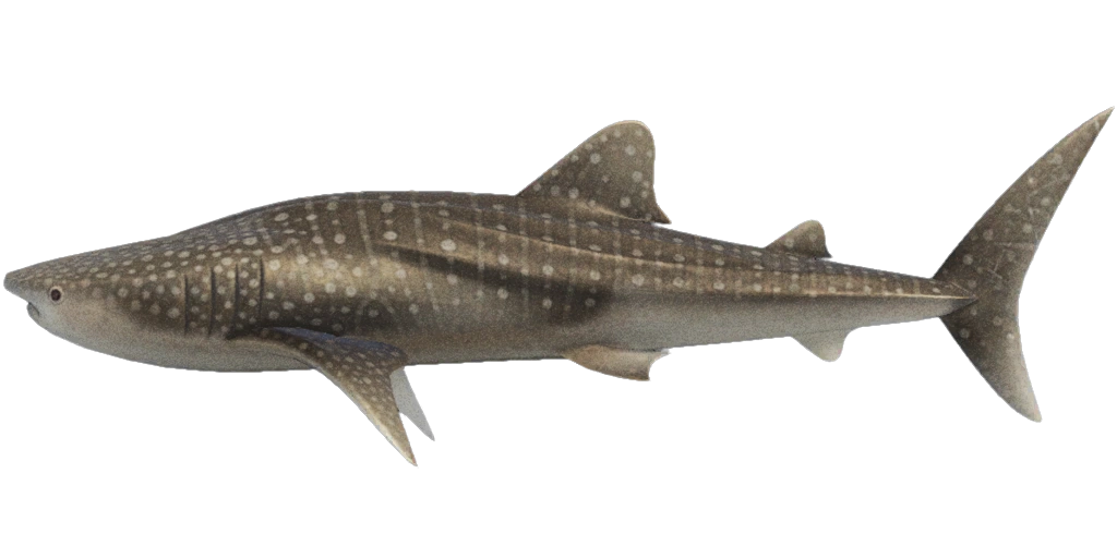 Requin — Wikipédia