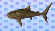 Requin-baleine dans New Leaf