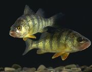 YellowPerch (real)