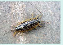 Lexotica1 wharf roach.jpg