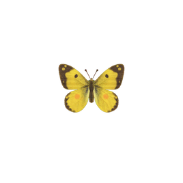 NH-Insecte-Citrin