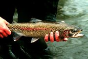 Rainbow trout-1-