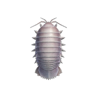 Giant Isopod NH.png