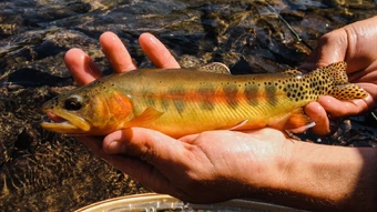 golden trout
