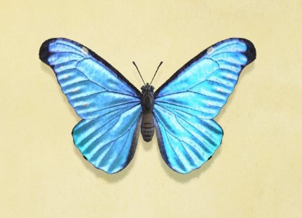 Emperor butterfly | Animal Crossing Wiki | Fandom