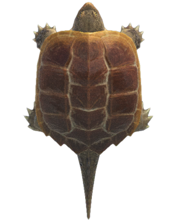 Tortue Serpentine Animal Crossing Wiki Fandom