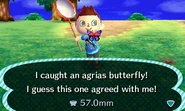Catching the agrias butterfly in New Leaf.