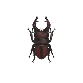 NH-Insecte-Lucane inclinatus