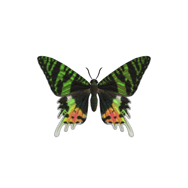 Chrysiridia Rhipheus Animal Crossing Wiki Fandom