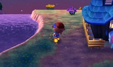 Sparkler in New Leaf.