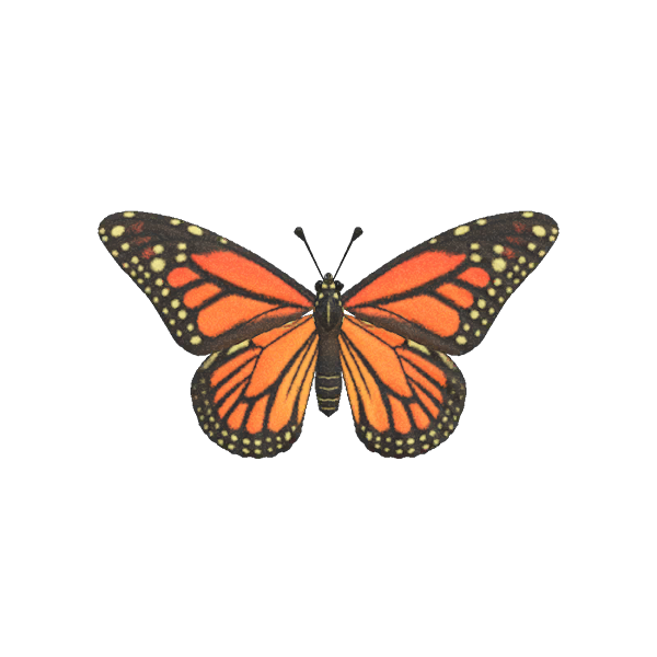 Mariposa Monarca Animal Crossing Enciclopedia Fandom