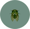 Robust Cicada (City Folk)