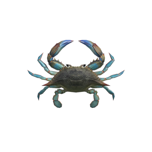 Gazami crab | Animal Wiki | Fandom