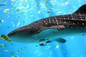 Aunque no lo parezca, los tiburones ballena son completamente inofensivos