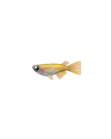 animal crossing fandom fish