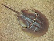 A horseshoe crab in real life.