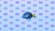 Poisson chirurgien dans New Leaf