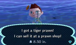 Tiger Prawn Gallery Animal Crossing Wiki Fandom