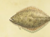 Olive flounder