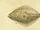Olive flounder