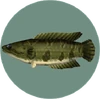 Giant Snakehead (City Folk)