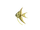 Angelfish