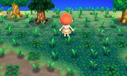 Lots of weeds in New Leaf