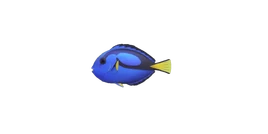 NH-Poisson-Poisson chirurgien