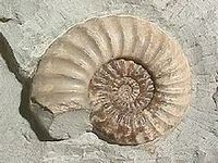 A picture of Asteroceras, a Jurassic ammonite from England