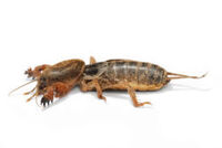 Real mole Cricket