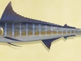 Blue marlin