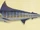 Blue marlin