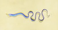 Ribbon the eel