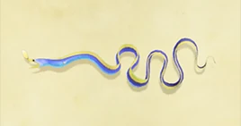 Ribbon the eel