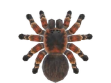 Tarentule