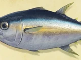 Tuna