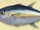 Tuna