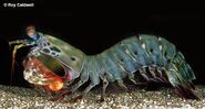 A mantis shrimp in real life.