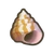 NH-snail shell-icon