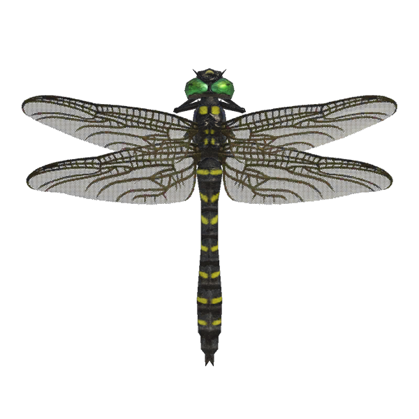 Banded Dragonfly Animal Crossing Wiki Fandom