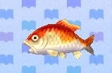 Koi encyclopedia (New Leaf).jpg