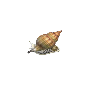 Whelk Animal Crossing Wiki Fandom