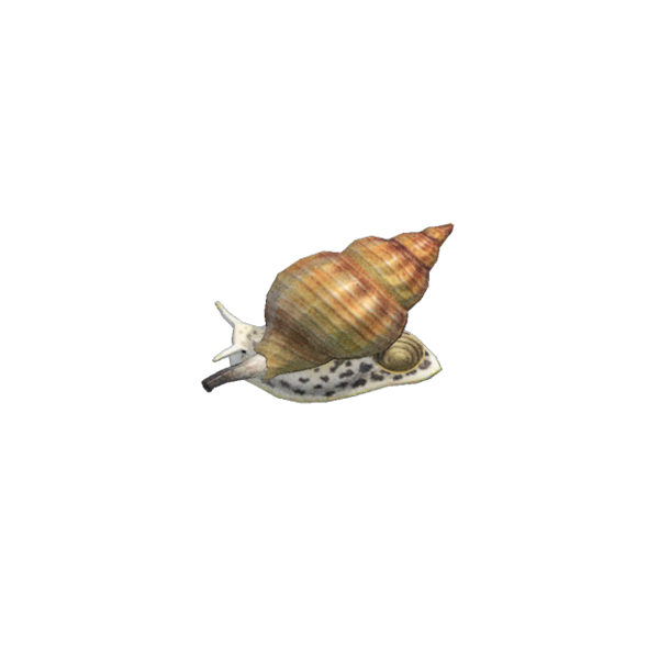 Whelk Animal Crossing Wiki Fandom